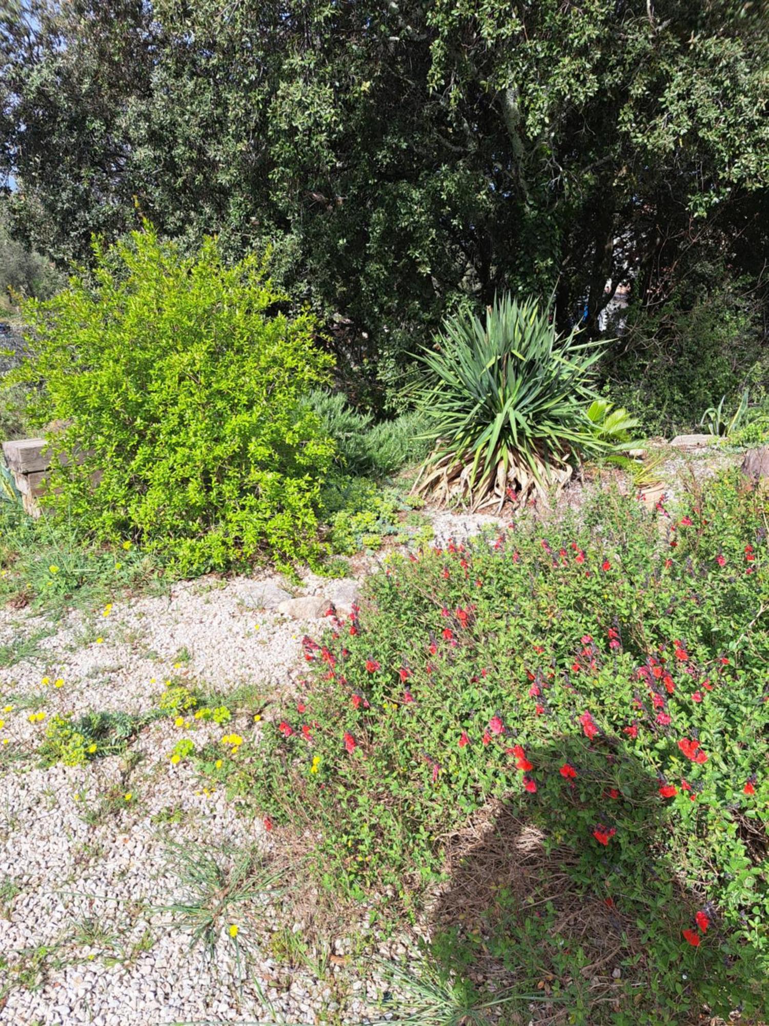 Le Calme De La Garrigue Bed and Breakfast Russan Eksteriør billede